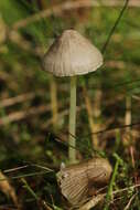 Mycena epipterygia (Scop.) Gray 1821 resmi