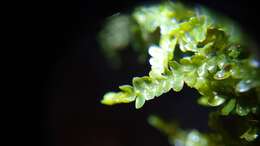 Image of Square-leaved Crestwort