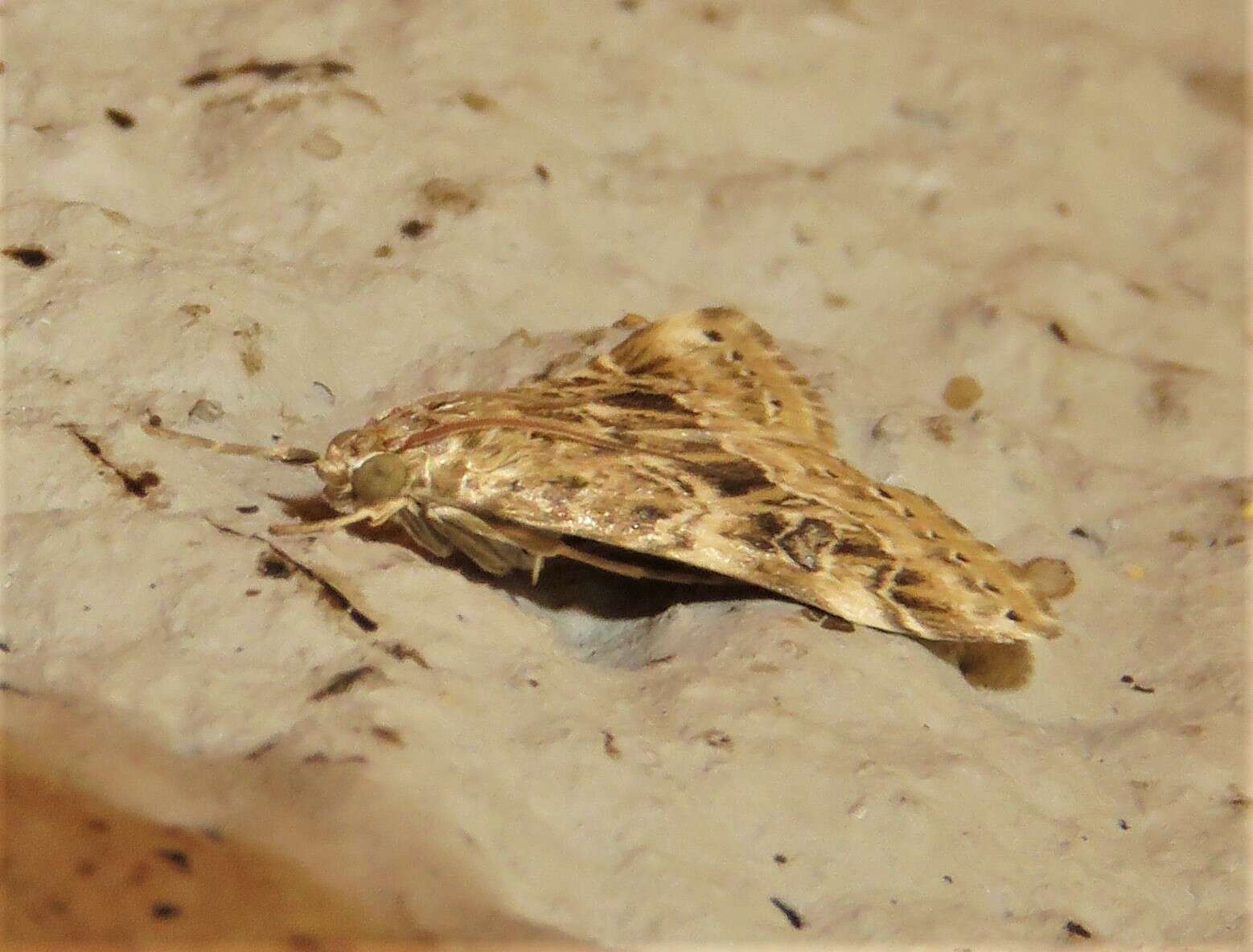 Image of Cabbage Webworm moth