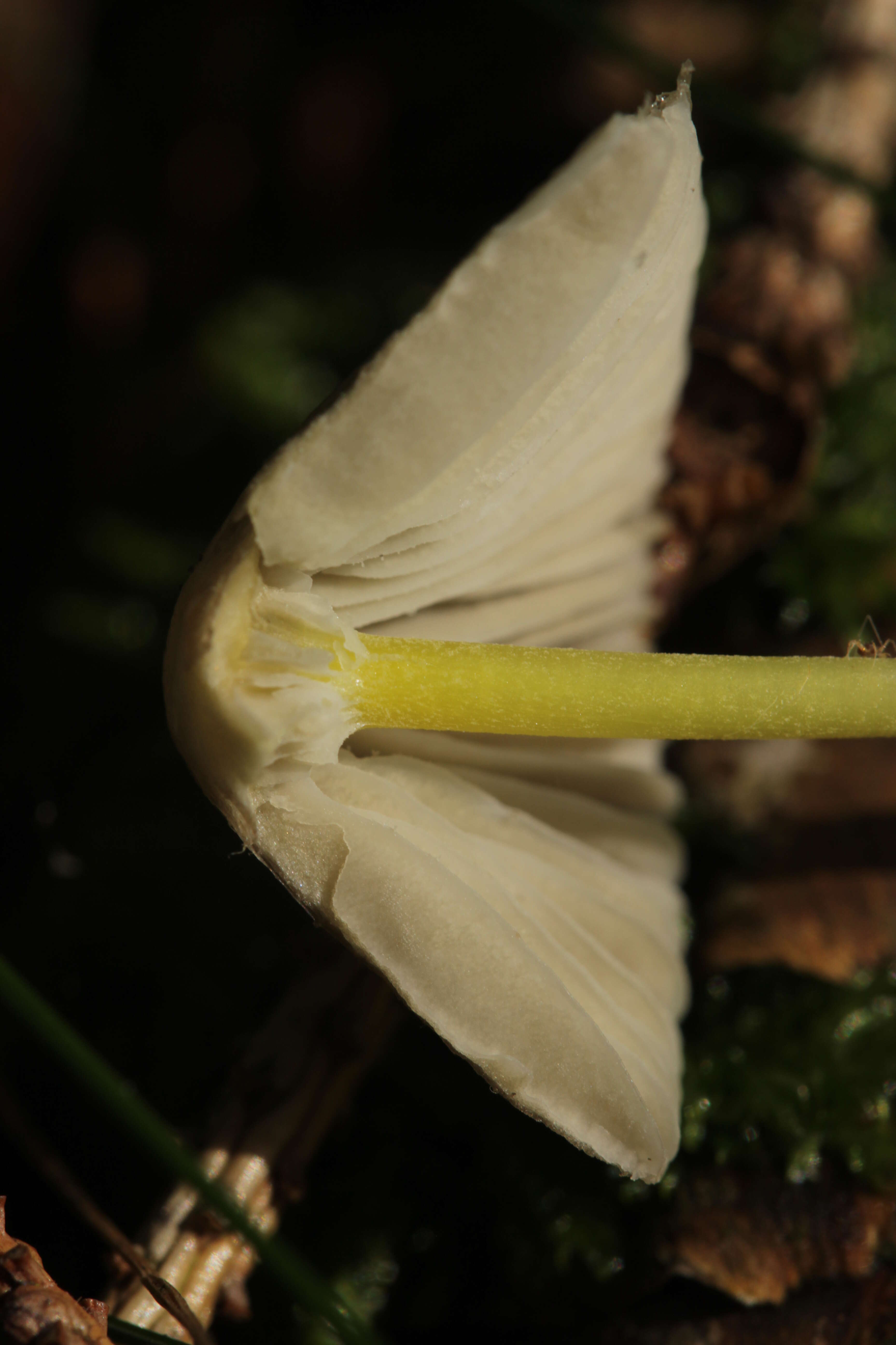 Image of Mycena epipterygia (Scop.) Gray 1821