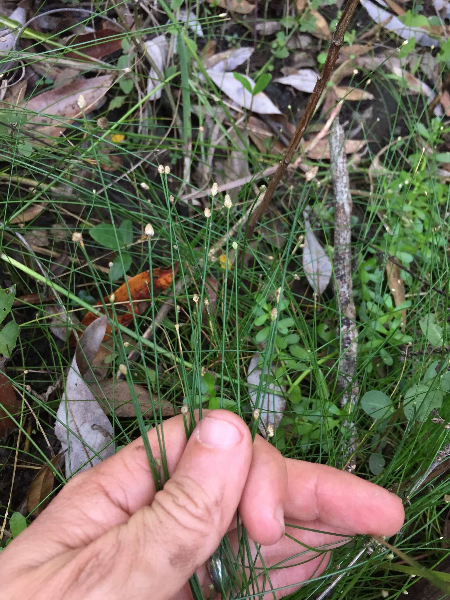 Plancia ëd Eleocharis geniculata (L.) Roem. & Schult.