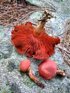 Image of Cortinarius harrisonii Ammirati, Niskanen & Liimat. 2013