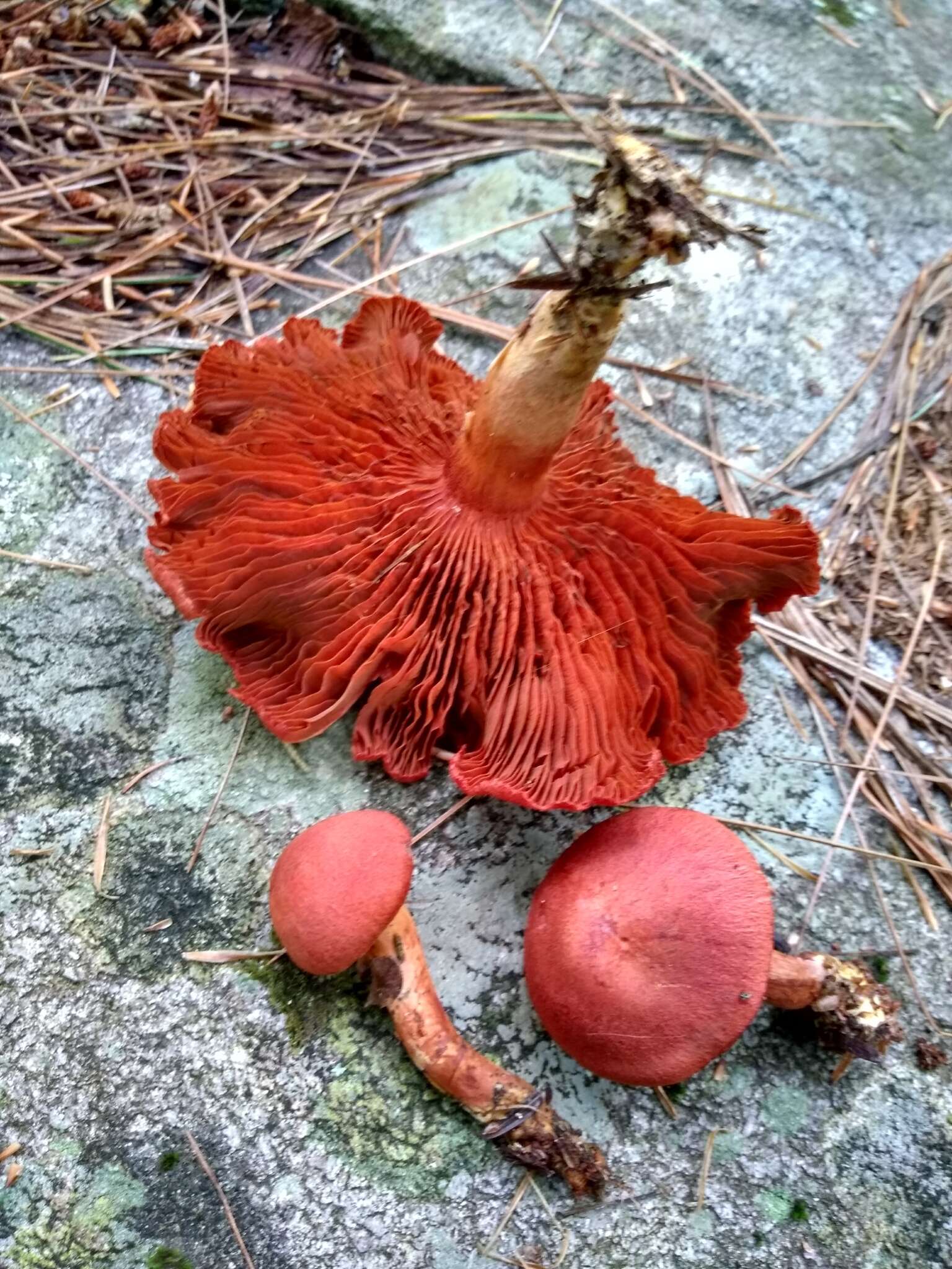 Image of Cortinarius harrisonii Ammirati, Niskanen & Liimat. 2013