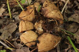 Plancia ëd Geastrum triplex Jungh. 1840