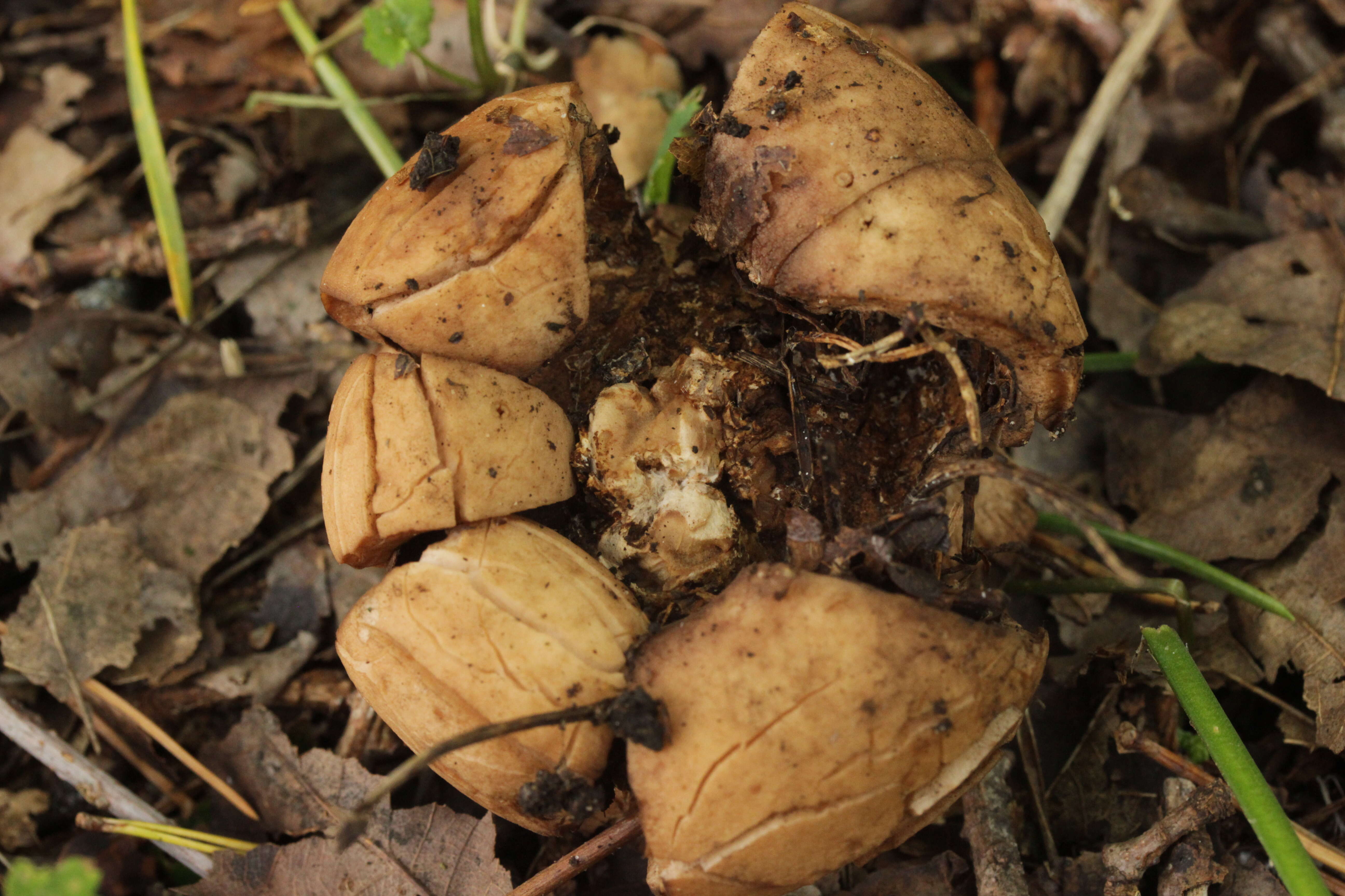 Plancia ëd Geastrum triplex Jungh. 1840