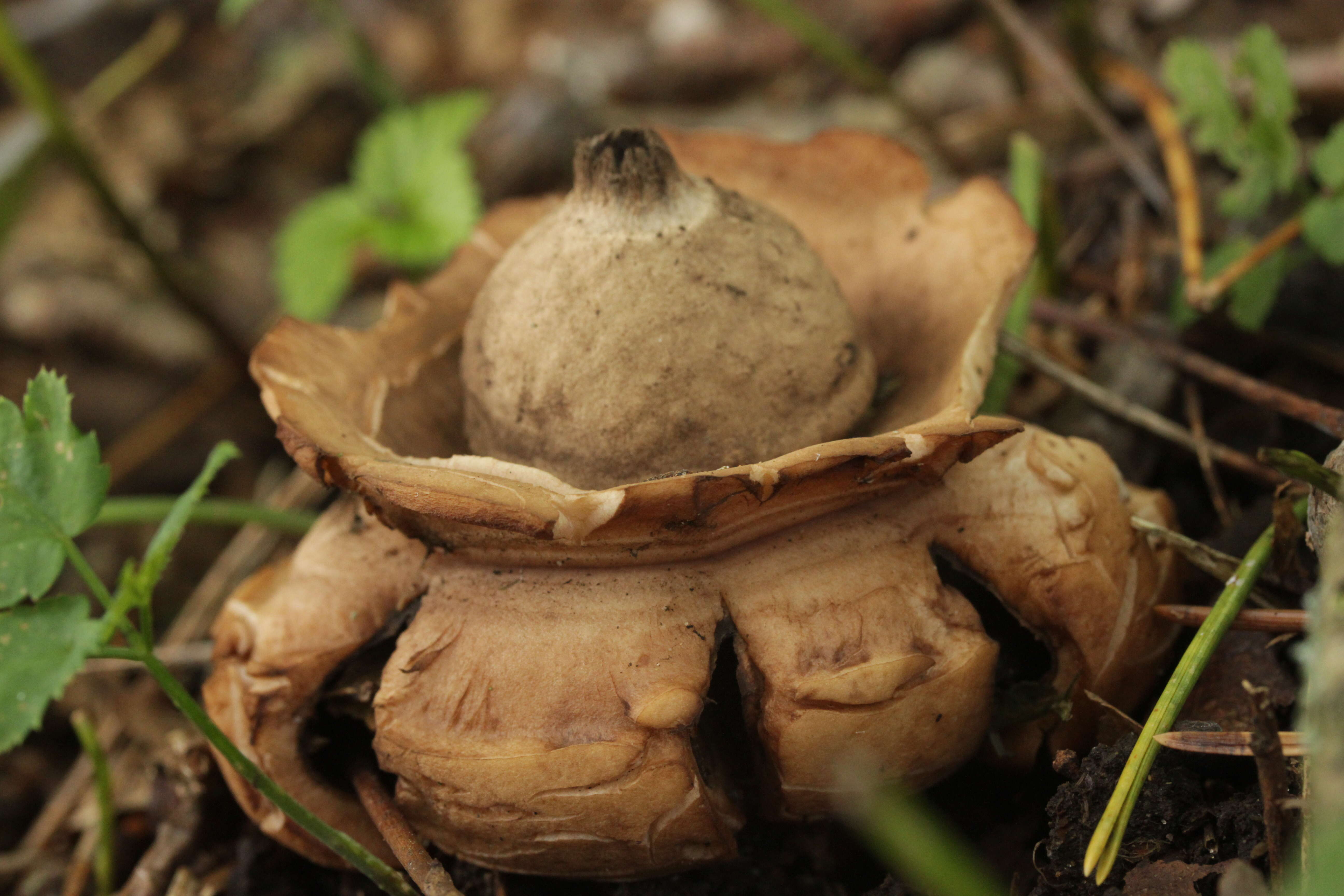 Image of Collared Earthstar