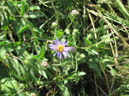 Plancia ëd Aster amellus subsp. bessarabicus (Rchb.) Soó