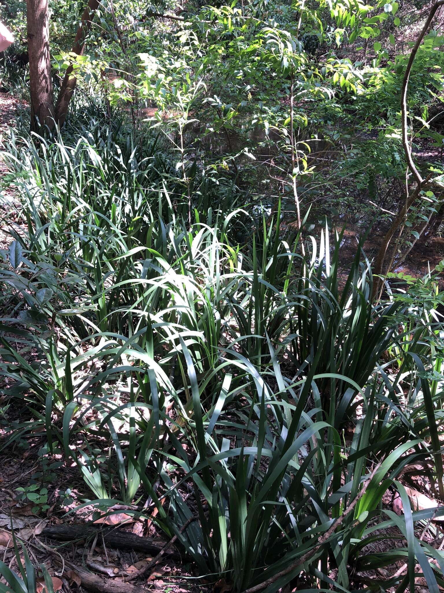 Image of Dietes iridioides subsp. iridioides