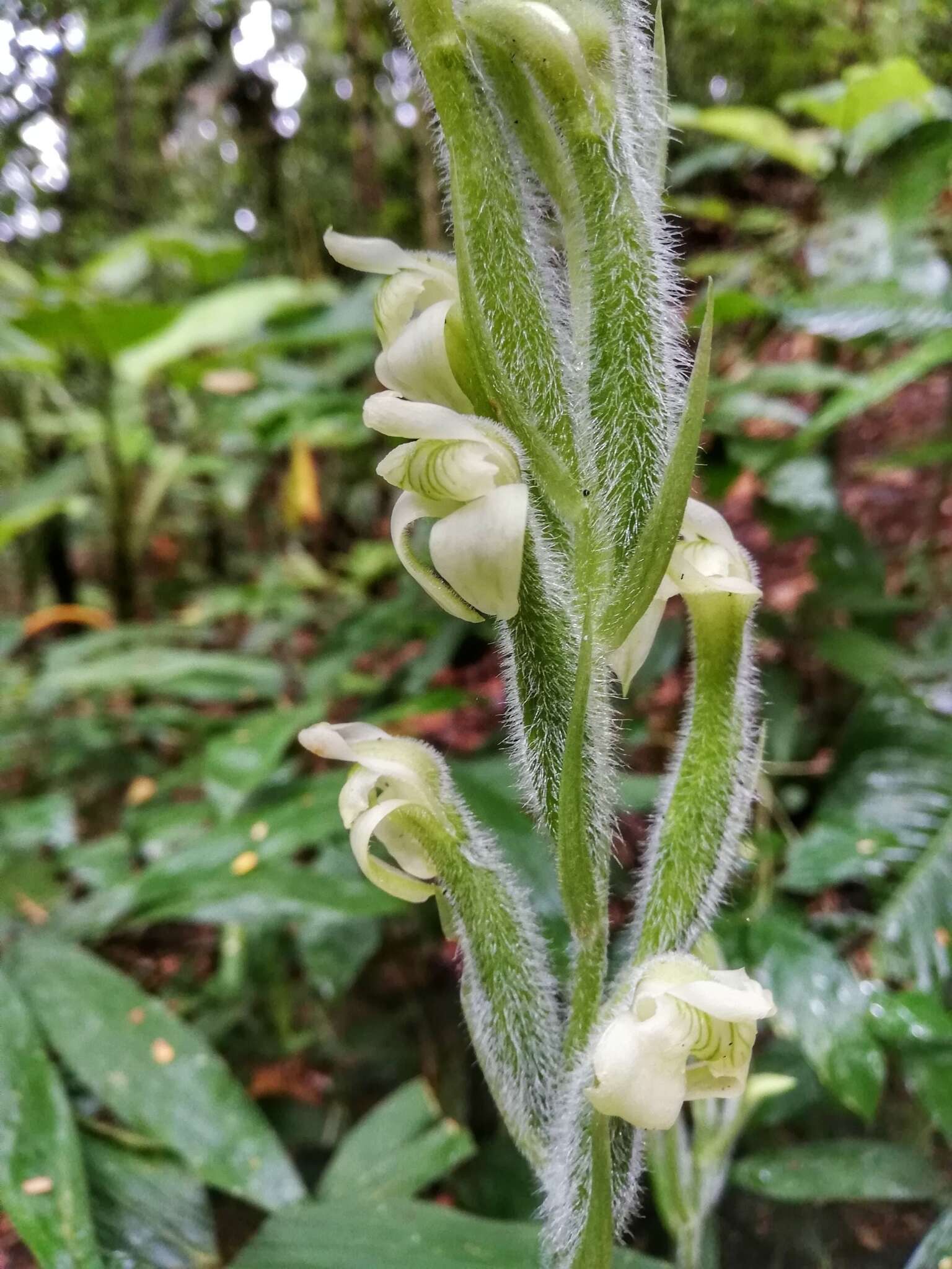 Sarcoglottis acaulis (Sm.) Schltr. resmi