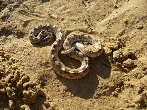 Image of Sind Longnose Sand Snake