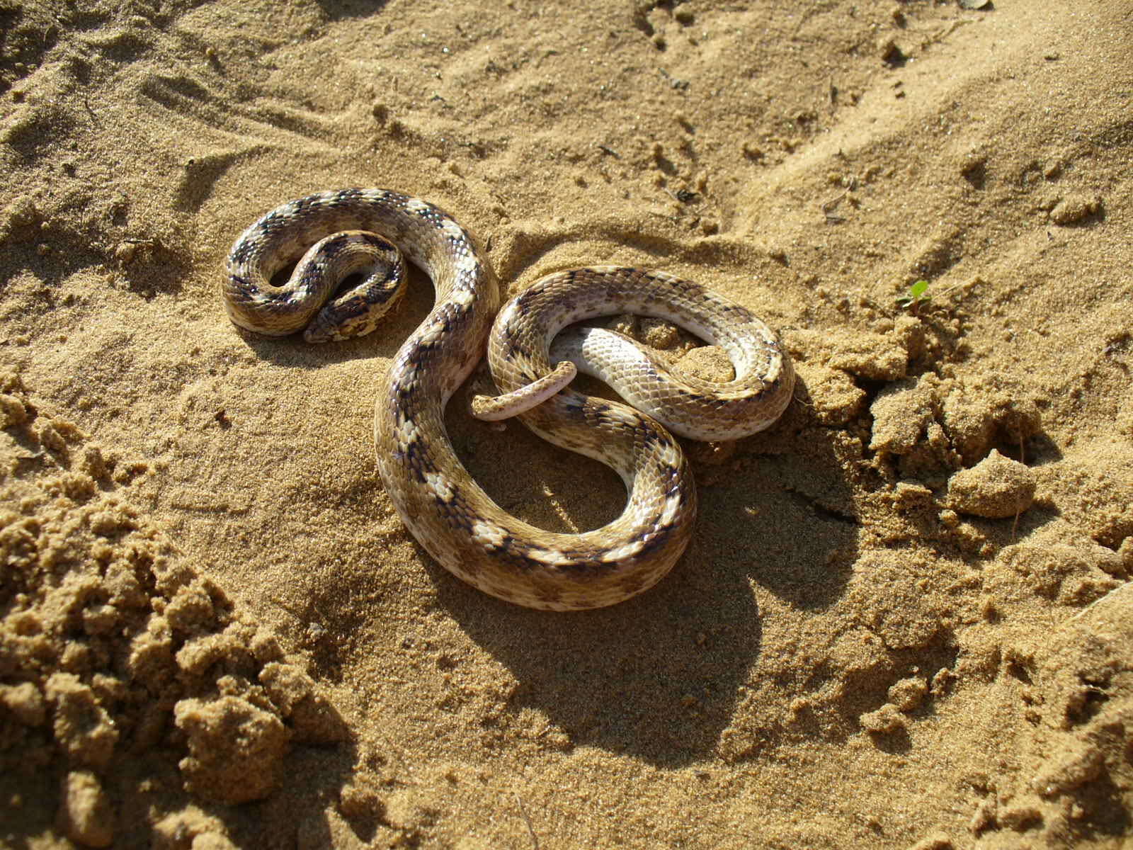 Image of Sind Longnose Sand Snake