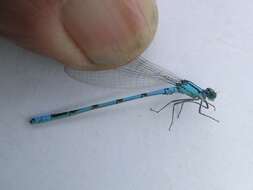 Image of Marsh Bluet