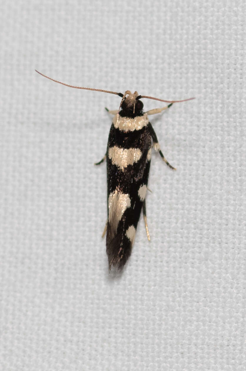 Image of Macrobathra arrectella Walker 1864