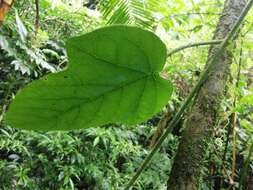 Imagem de Passiflora crassifolia Killip