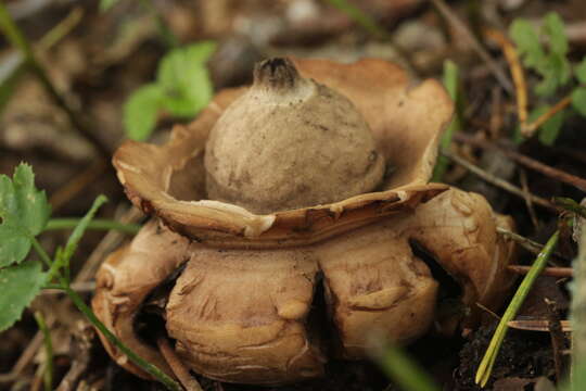 Image of Collared Earthstar