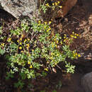 Image of Cineraria erosa (Thunb.) Harv.