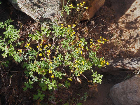 Imagem de Cineraria erosa (Thunb.) Harv.