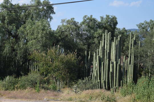 Sivun Echinocereeae kuva