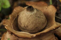 Image of Collared Earthstar