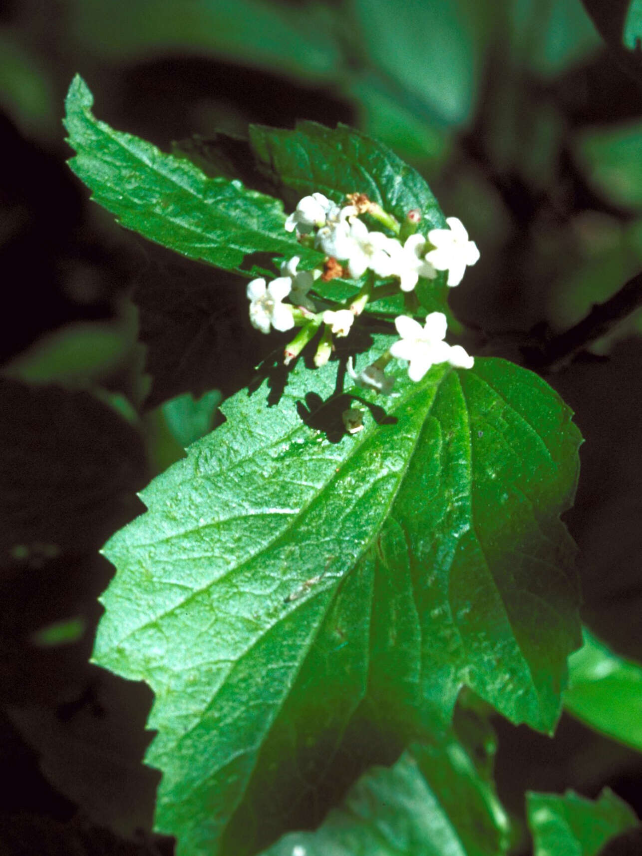 Imagem de Viburnum edule (Michx.) Raf.