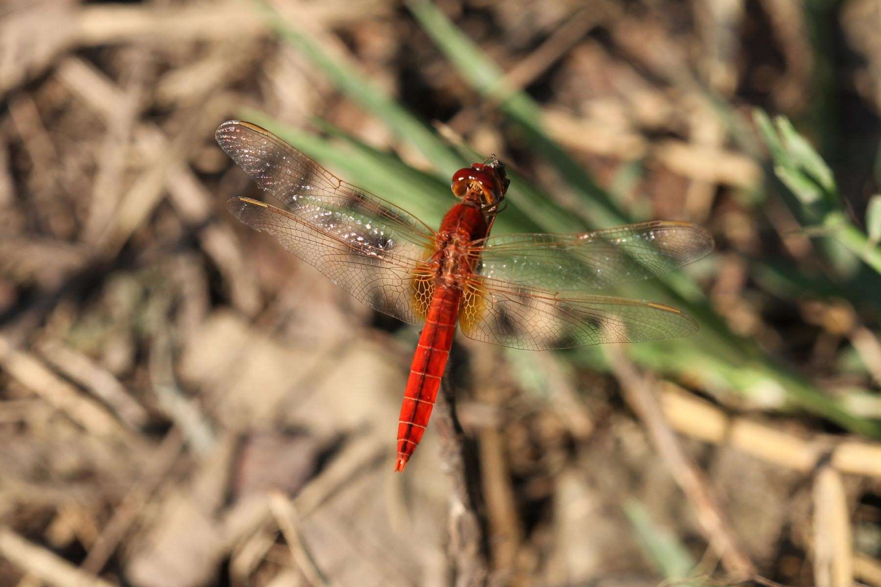 Image of Broad Scarlet