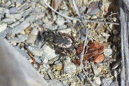 Image of Neocicindela garnerae Larochelle & Larivière 2013