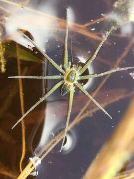 Plancia ëd Dolomedes facetus L. Koch 1876