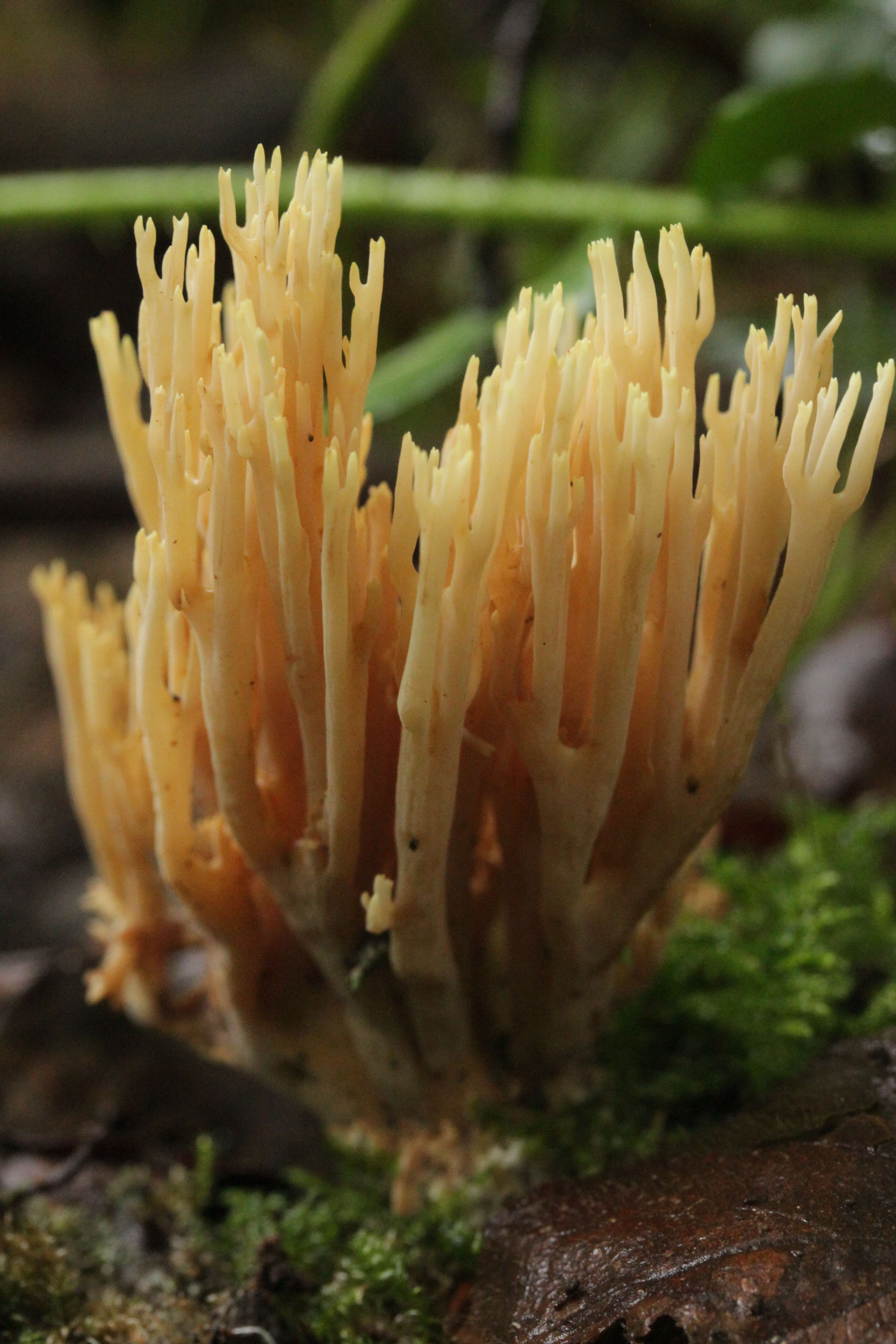 Слика од Ramaria stricta (Pers.) Quél. 1888