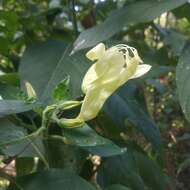 Imagem de Ruellia petiolaris (Nees) T. F. Daniel