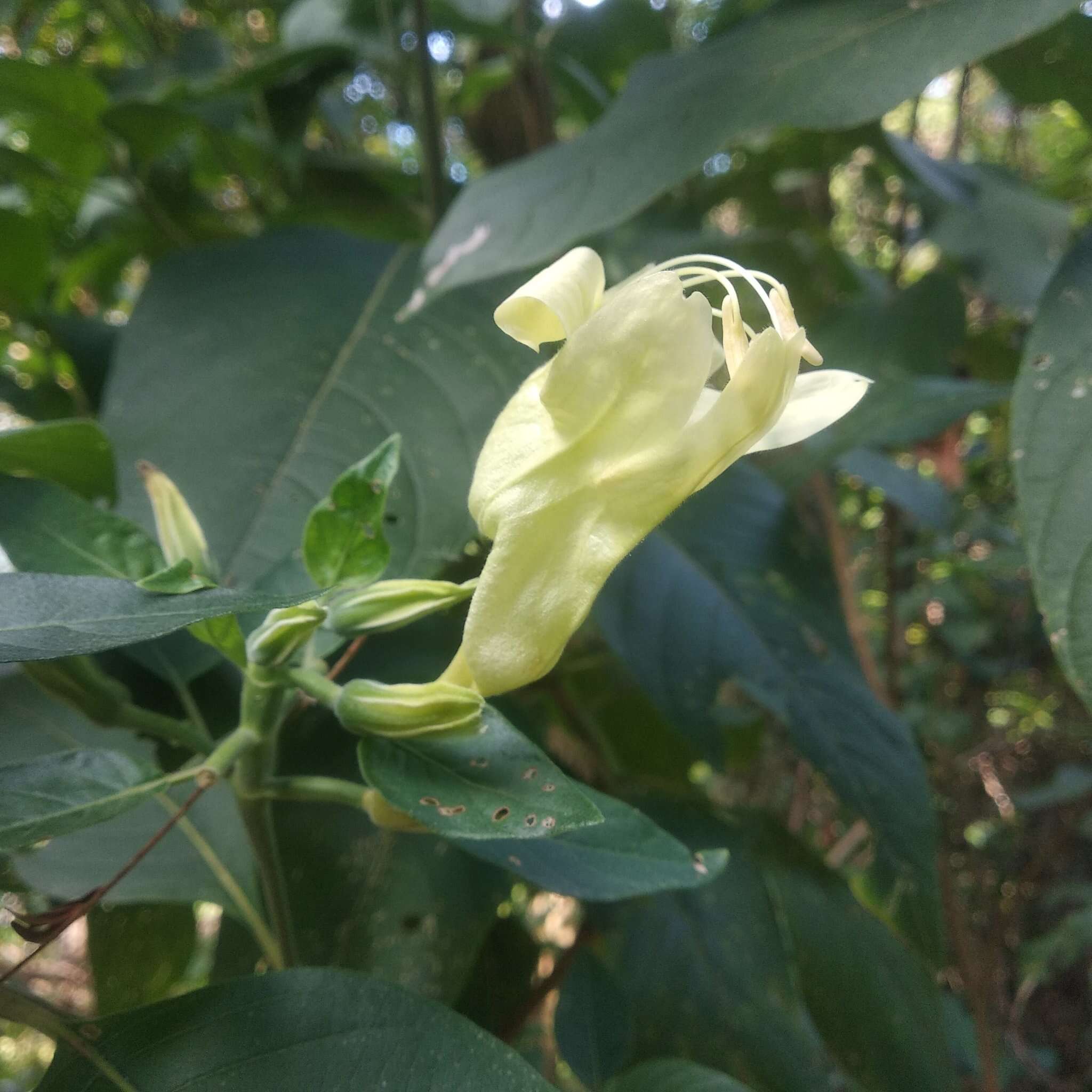 Image of Ruellia petiolaris (Nees) T. F. Daniel