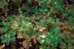 Imagem de Viburnum edule (Michx.) Raf.