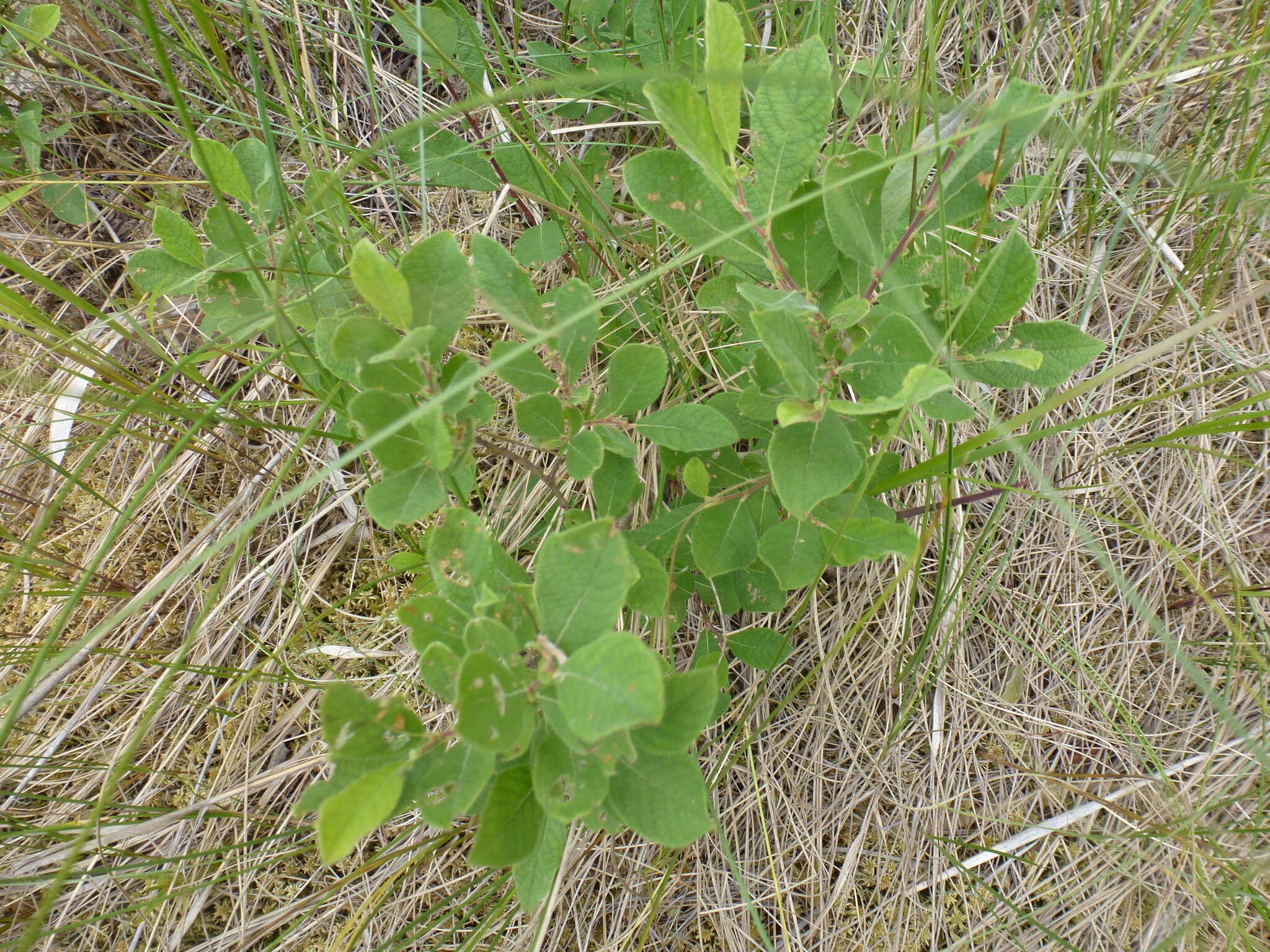 Image of eared willow