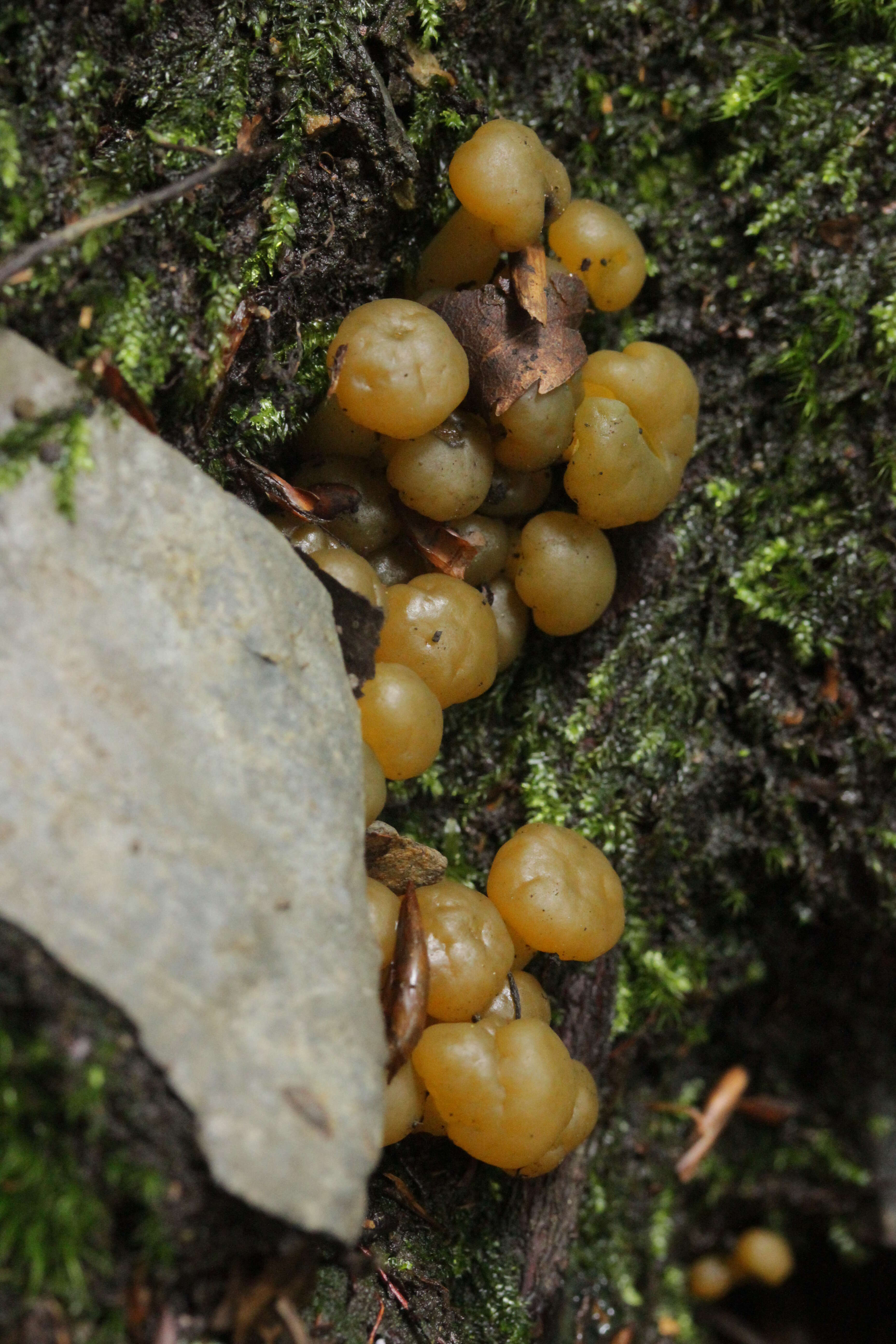 Plancia ëd Leotia lubrica (Scop.) Pers. 1797