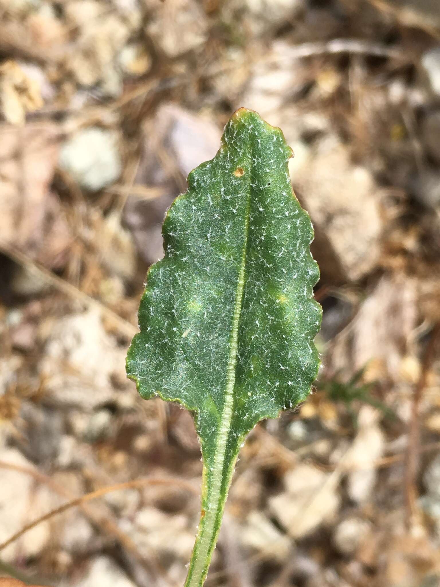 Image of Weston's buckwheat