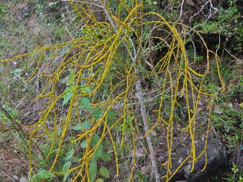 Image of Cuban tree destroyer