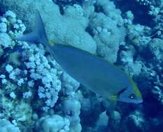 Image of Forktail rabbitfish