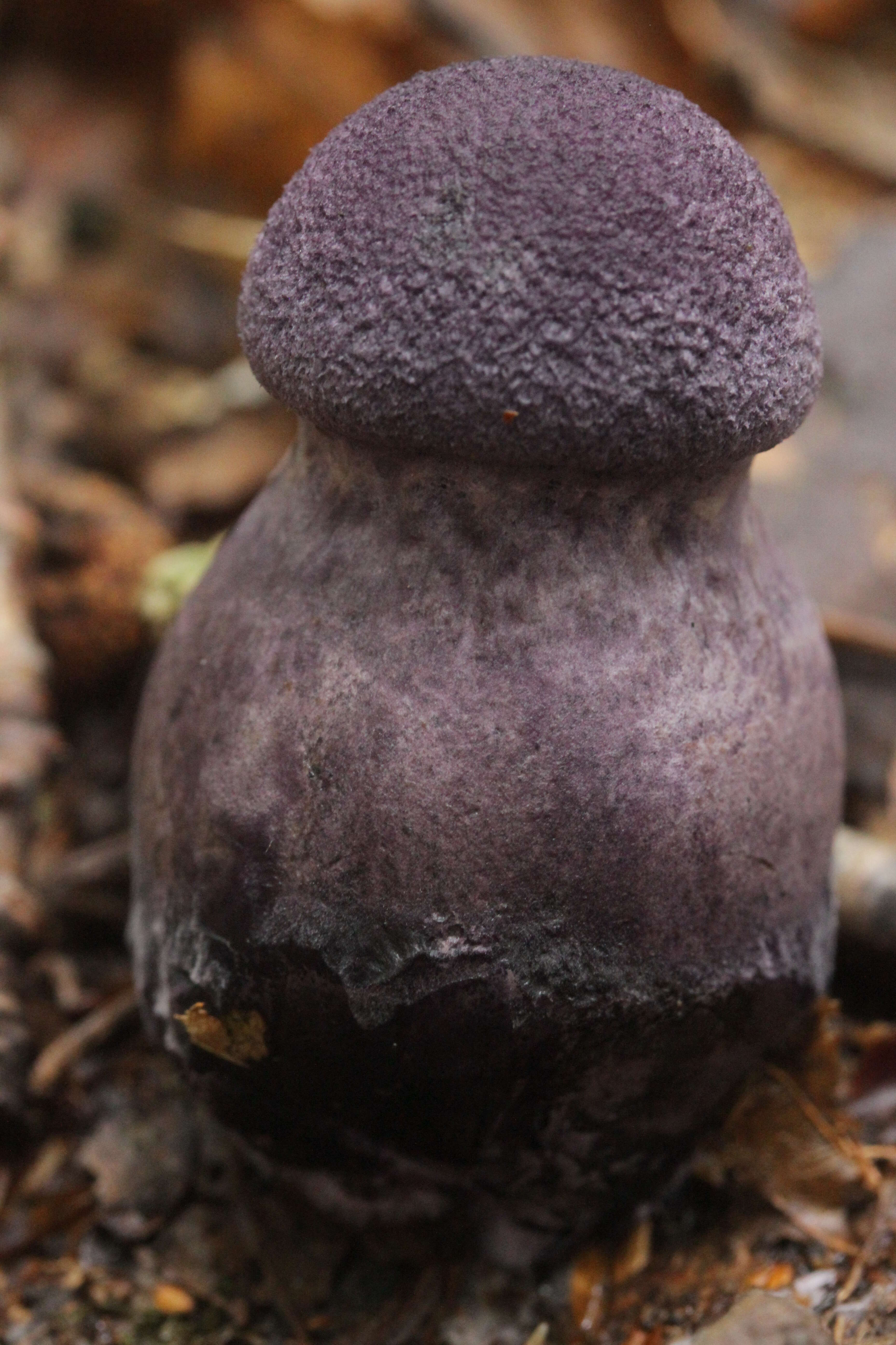 Image of Cortinarius violaceus (L.) Gray 1821