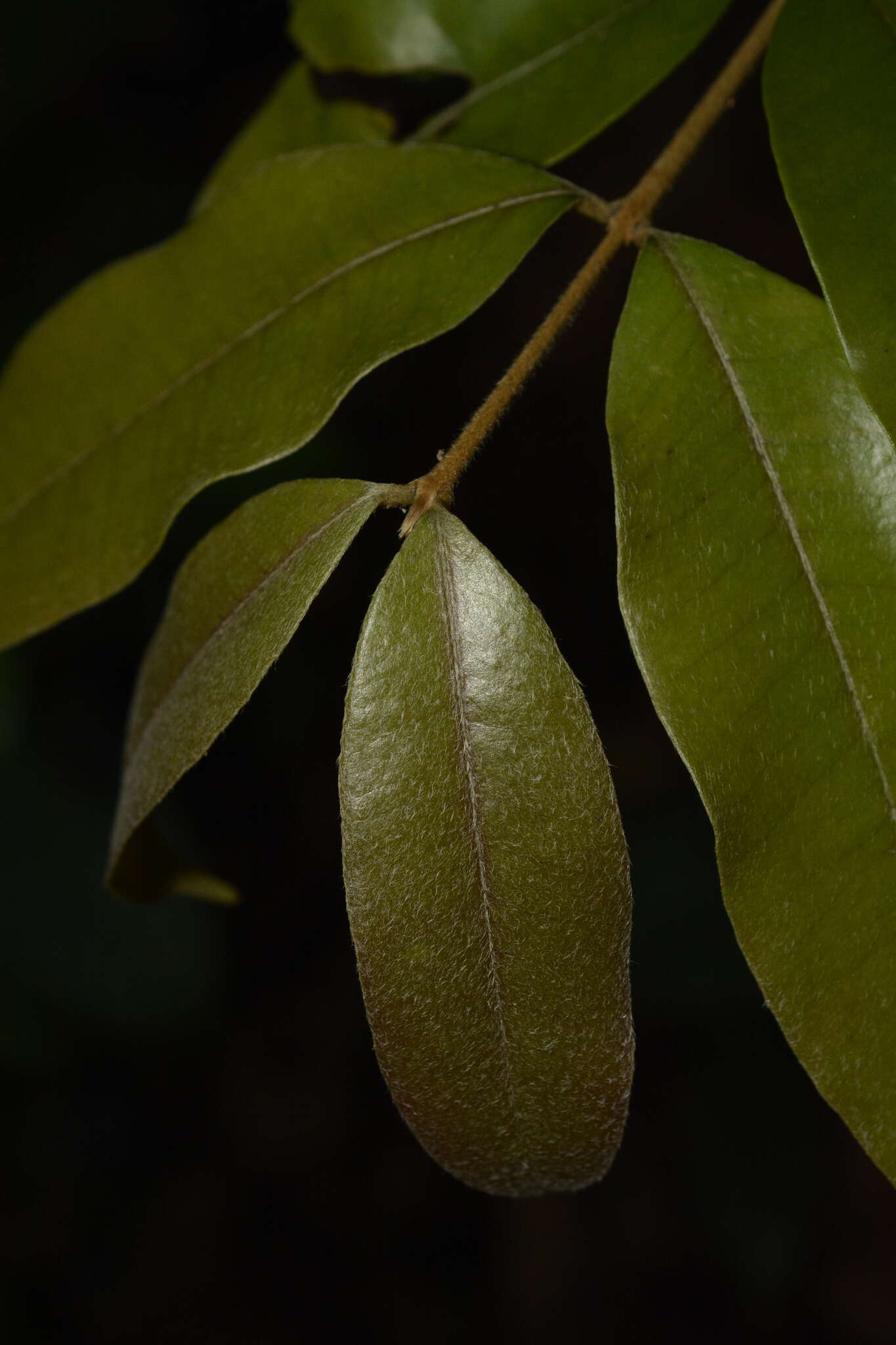 Image de Eugenia aloysii C. J. Saldanha