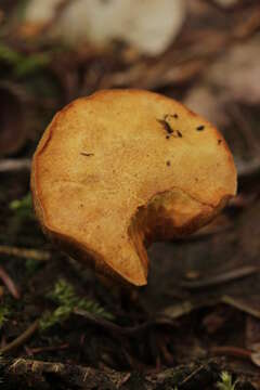 Imagem de Chalciporus piperatus