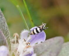 Image de Glyphipterix platydisema Lower 1893