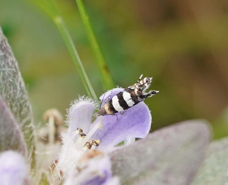 Image de Glyphipterix platydisema Lower 1893