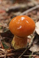 Image of Suillus grevillei (Klotzsch) Singer 1945