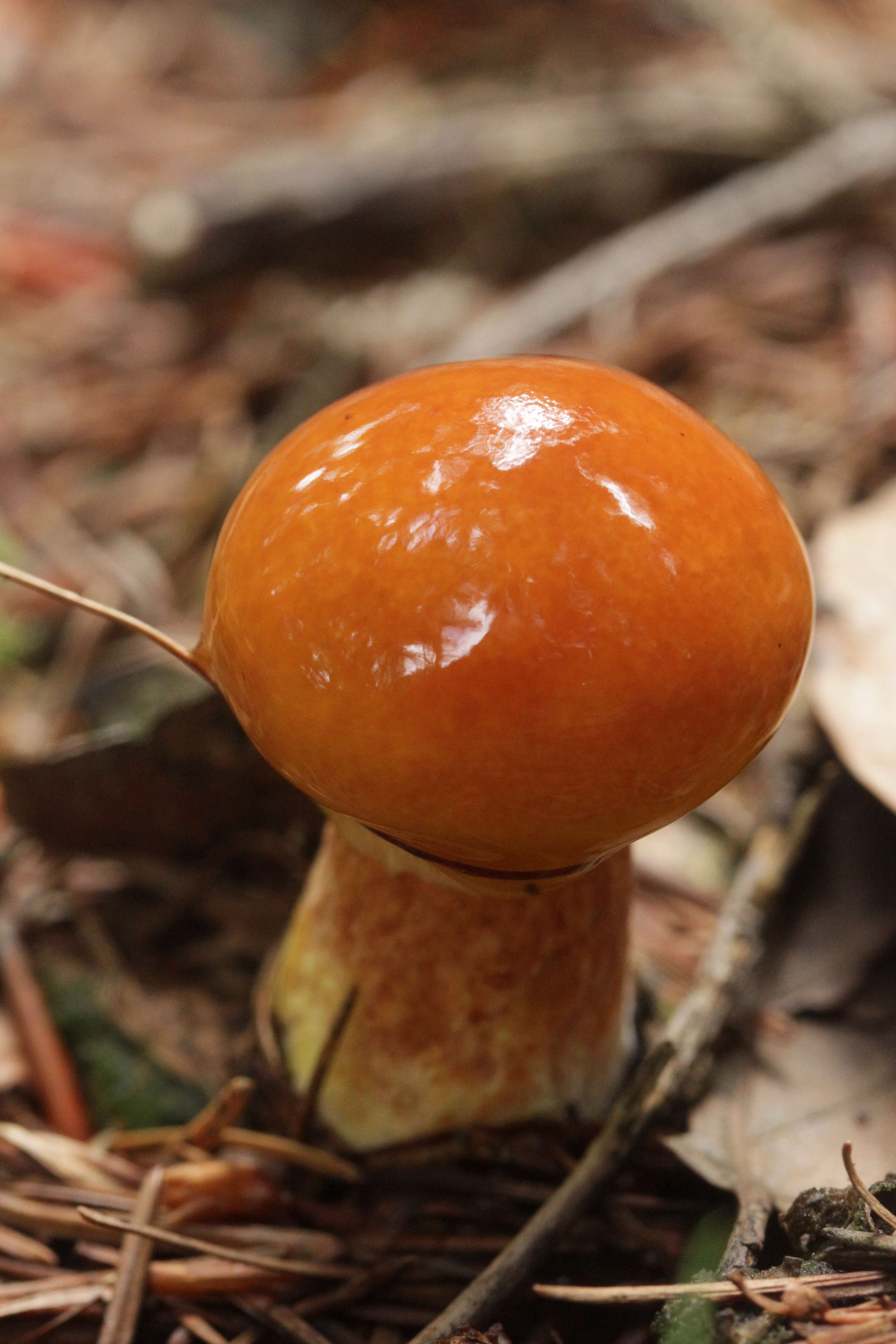 Image of Suillus grevillei (Klotzsch) Singer 1945