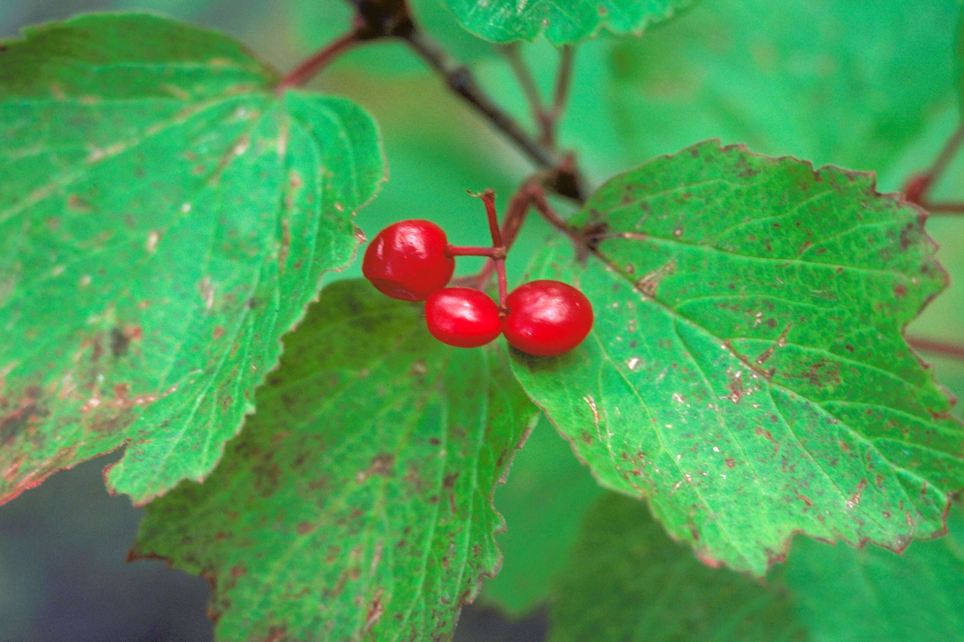 Imagem de Viburnum edule (Michx.) Raf.