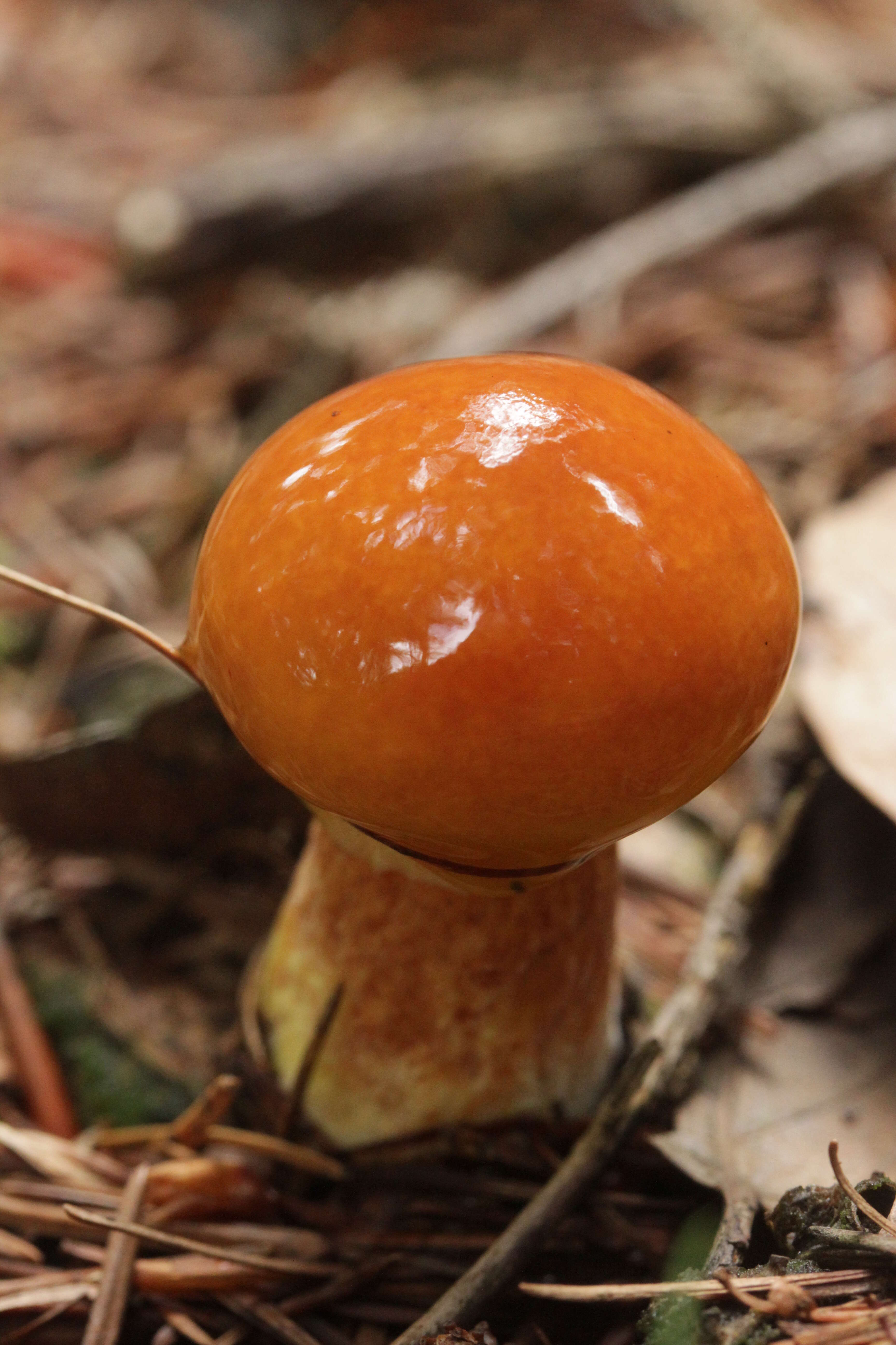 Image of Suillus grevillei (Klotzsch) Singer 1945