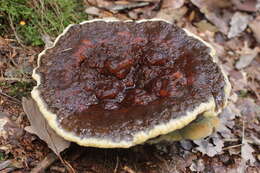 Image de Polypore éponge