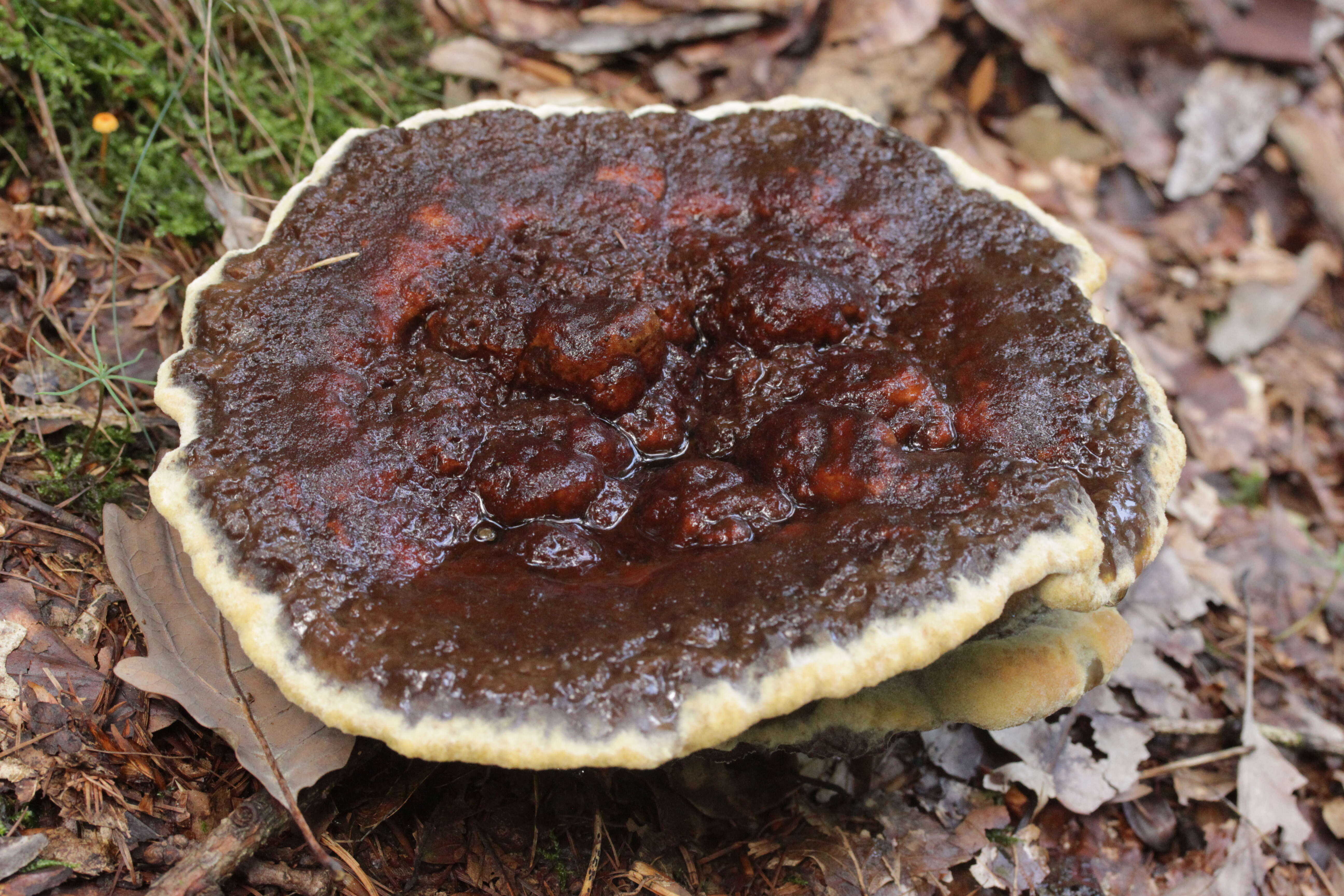Image of dyer's polypore