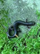 Image of Shenandoah Salamander