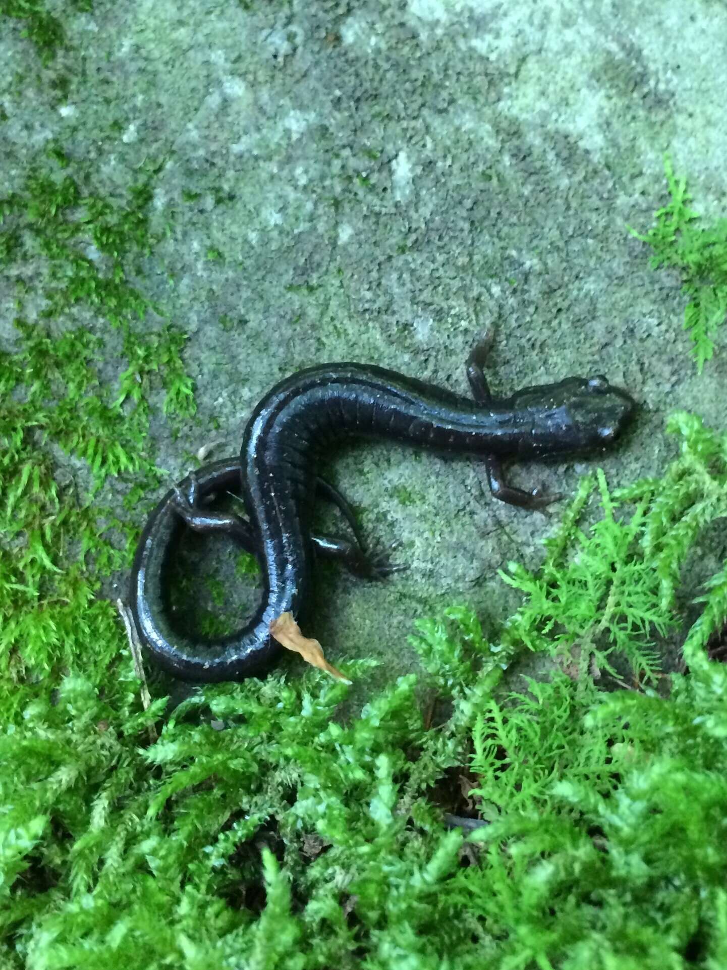 Image of Shenandoah Salamander