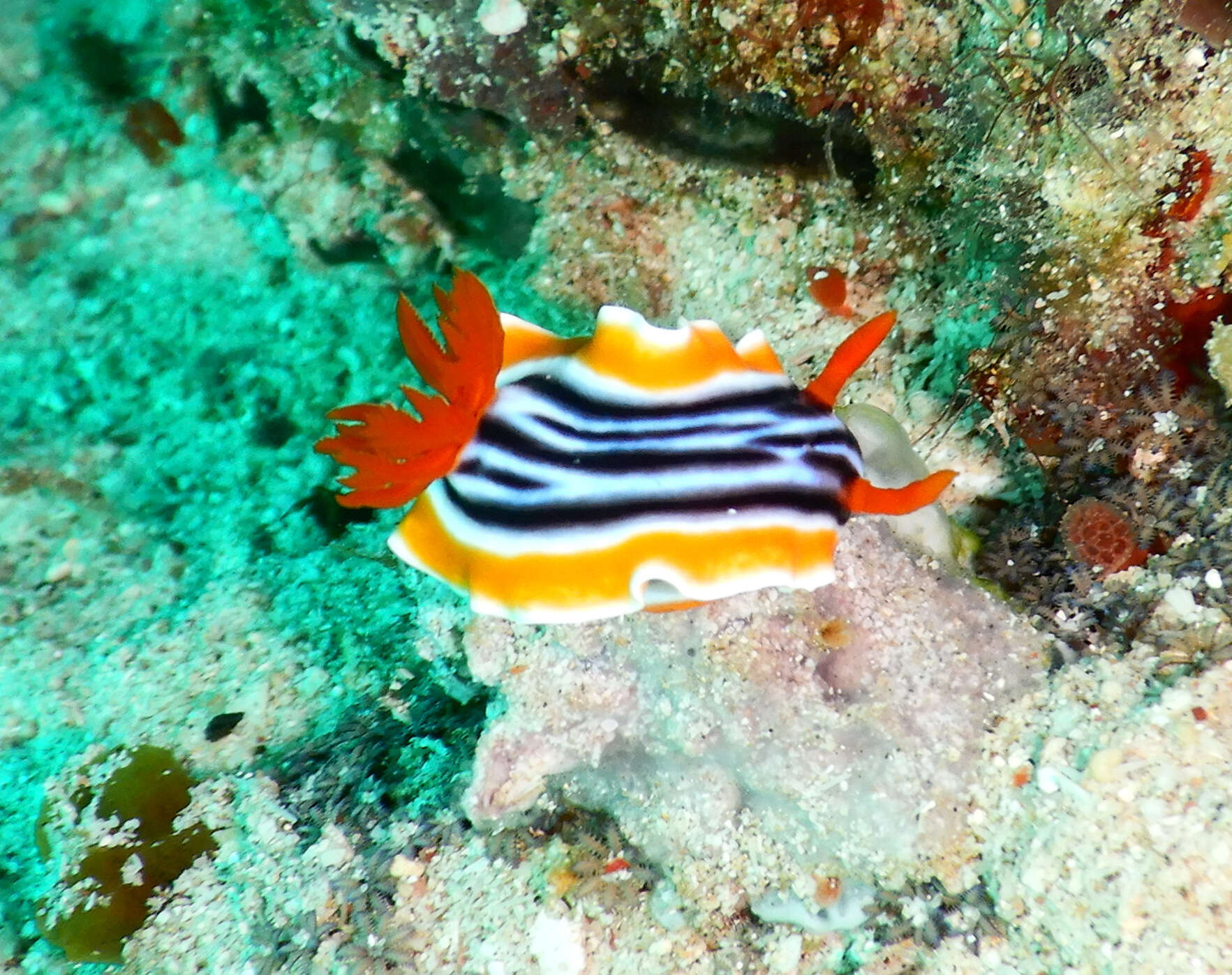 Image de Chromodoris magnifica (Quoy & Gaimard 1832)